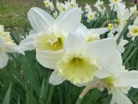 Narcissus     'Ice Folies'  Daffodil flowers