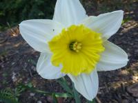 Narcissus        'Ice Folies'  Daffodil flowers