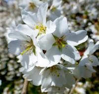 Prunus x yedoensis (Višeň jedoská)