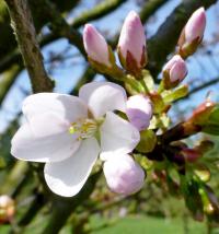 Prunus x juddii (Slivoň - větévka s květy)