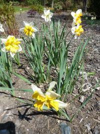 Narcissus (Narcis 'Parisienne')
