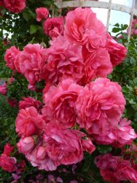 Růže 'Rosarium Uetersen'