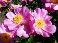 Paeonia lactiflora 'Thoma' Chinese Peony flowers Paeonia lactiflora 'Thoma' Chinese Peony flowers