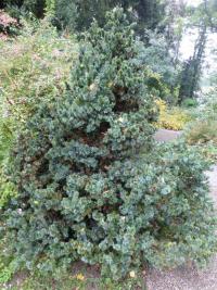 Picea omorika (Smrk omorika 'Gnom')