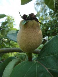 Cydonia oblonga (Kdouloň obecná 'Miller' - nezralý plod)