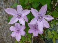 Clematis    'Hagley Hybrid'  clematis flowers