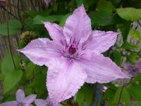 Clematis   'Hagley Hybrid'  clematis flowers