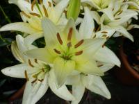 Lilie 'White Joy' - Asijské hybridy nízké