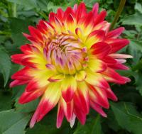 Dahlia    'Básník Jiří Žáček'  Dahlia flowers