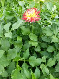 Jiřinka 'Básník Jiří Žáček'