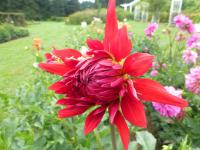 Dahlia  'Ivona'  Dahlia flowers
