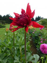Dahlia   'Ivona'  Dahlia flowers