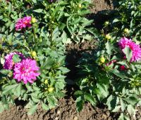 Dahlia (Jiřinka 'Chiapas')