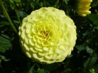 Dahlia (Jiřinka 'Kanárek')