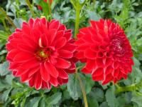 Dahlia (Jiřinka 'Jan Černý')
