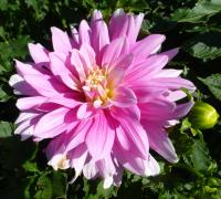 Dahlia   'Barunka'  Dahlia flowers