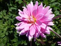 Dahlia    'Barunka'  Dahlia flowers