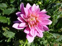 Dahlia     'Barunka'  Dahlia flowers