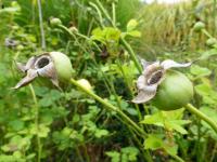 Rosa  'Golden Celebration'  Rose plant