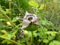 Rosa   'Golden Celebration'  Rose plant