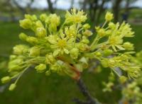 Acer platanoides (Javor mléč 'Dissectum' - větévka s květy)