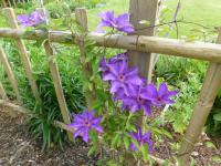Clematis patens   'The President'  clematis plant