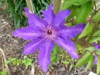 Clematis patens          'The President'  clematis flowers