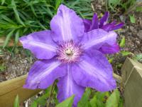 Clematis patens           'The President'  clematis flowers