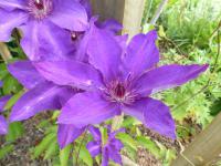 Clematis patens         'The President'  clematis flowers