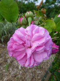 Rosa 'Gros Choux de Hollande' Rose flowers Rosa 'Gros Choux de Hollande' Rose flowers