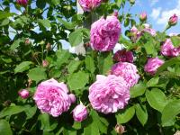 Rosa 'Gros Choux de Hollande' Rose plant Rosa 'Gros Choux de Hollande' Rose plant