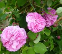 Rosa 'Gros Choux de Hollande' Rose plant Rosa 'Gros Choux de Hollande' Rose plant