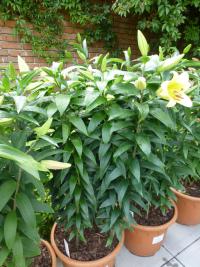 Lilium x hybridum 'Eldoret' Lily plant Lilium x hybridum 'Eldoret' Lily plant