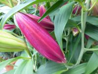 Lilium x hybridum    'Kings Gross'  Lily flowers