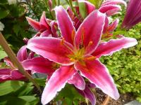 Lilie 'Kings Gross' - Orientální hybridy