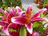 Lilium x hybridum 'Kings Gross' Lily flowers Lilium x hybridum 'Kings Gross' Lily flowers