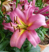 Lilium x hybridum     'Space Mountain'  Lily flowers