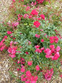 Rosa  'Fairy Queen'  Rose plant