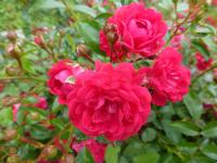 Rosa      'Fairy Queen'  Rose flowers