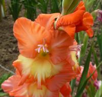 Gladiolus   'První radost'  Gladiolus flowers