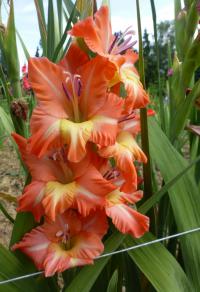 Gladiolus    'První radost'  Gladiolus flowers