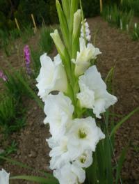 Gladiolus   'Amsterdam'  Gladiolus flowers