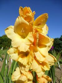 Gladiolus (Mečík 'Flevo Gold')