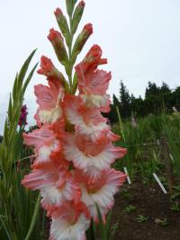 Gladiolus (Mečík 'Dottie Dee')