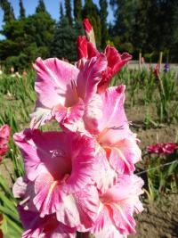 Gladiolus (Mečík 'Merope Exotic')
