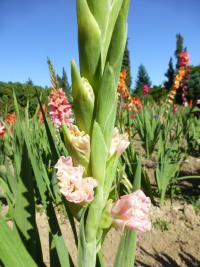 Gladiolus (Mečík 'Lavender Tower')