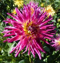 Dahlia    'Michovka'  Dahlia flowers