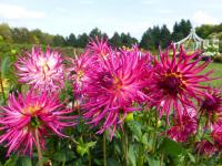 Dahlia 'Michovka'  Dahlia plant