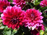 Dahlia 'Perseus' Dahlia flowers Dahlia 'Perseus' Dahlia flowers
