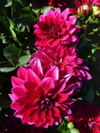 Dahlia 'Perseus' Dahlia flowers Dahlia 'Perseus' Dahlia flowers